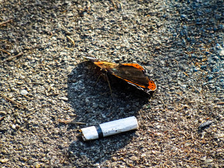 Vanessa atalanta, the red admiral butterfly standing alone on the ground with a cigarette bud...