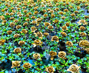 golden color rose on the green leaf in pool background