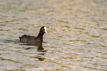 Duck Sailing far into the distance.