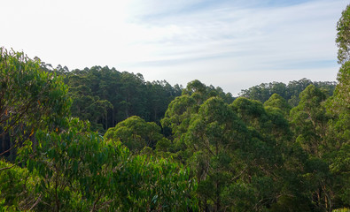 Obraz na płótnie Canvas rain forest under clear sky