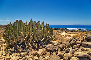 Canary Island spurge on stones beach