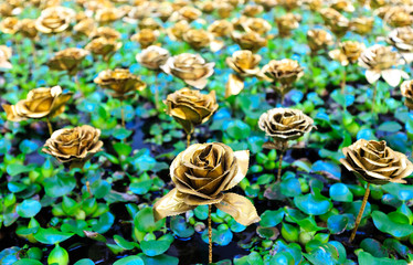 golden color rose on the green leaf in pool background