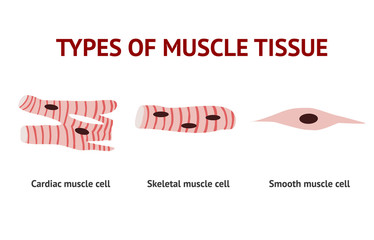 Types of Muscle tissue, anatomy, Vector Illustration on white background