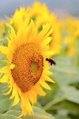 Sunflowers can be seen in the summer.