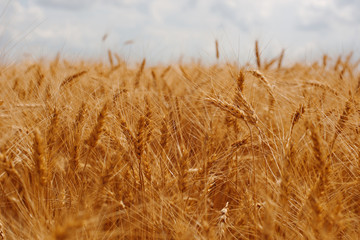 roast wheat in the sun
