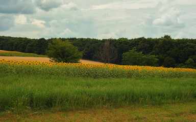sunflower field