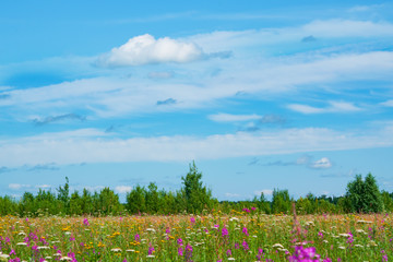 Yellow meadow, wildflowers, yarrow, cypress, grass in a meadow with green trees and white clouds in the blue sky beautiful summer landscape