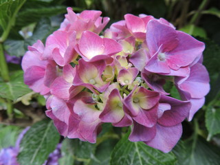 pink flowers in the garden