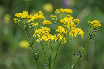 Jacobaea erucifolia or hoary ragwort flower (Senecio erucifolius) blooming in spring