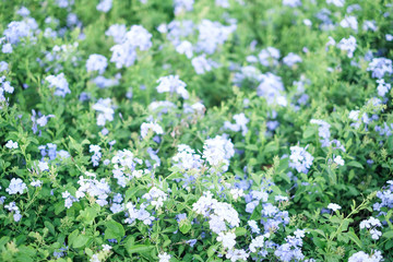 Green leaves background with  for design, background concept, Spring and Summer concept.