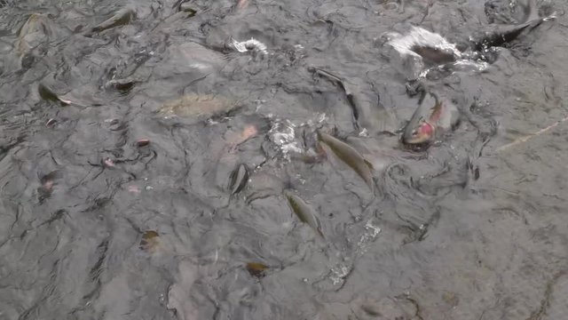 On the trout farm, the fish splashes in nets, it is caught with a net and put in a special box
