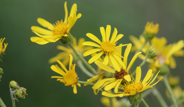 Jacobaea erucifolia or hoary ragwort flower (Senecio erucifolius) blooming in spring