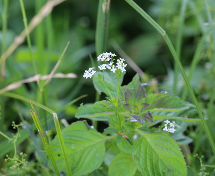 Galium palustre, the common marsh bedstraw or simply marsh-bedstraw flower