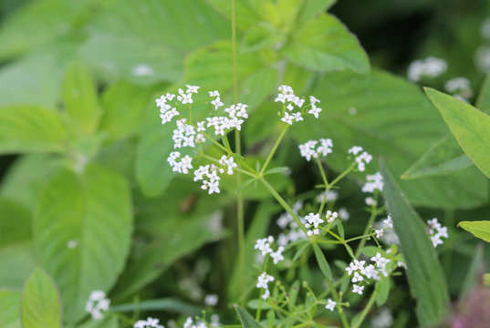 Galium palustre, the common marsh bedstraw or simply marsh-bedstraw flower