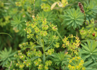 Blooming Euphorbia cyparissias, the cypress spurge plant in spring