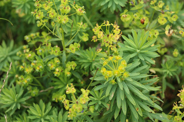 Blooming Euphorbia cyparissias, the cypress spurge plant in spring