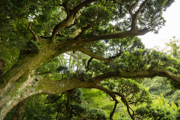 鎌倉報国寺古木01 Japanese garden old tree