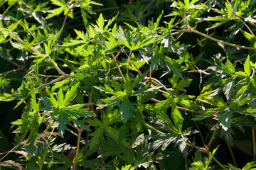 Summer grass in the sunshine close up