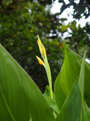 Obraz premium カンナの蕾と若葉