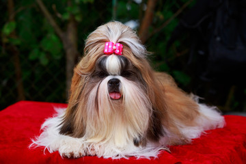 Dog breed Shih Tzu