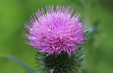 Cirsium vulgare flower, the spear thistle, bull thistle, or common thistle, blooming in summer