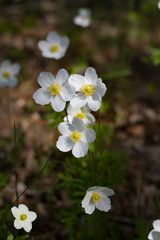 Summer flowers. Small bright white daisy flowers close up.