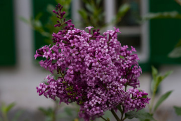 Summer flowers. Small bright pink lilac flowers close up.