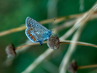 Modraszek © Henryk Olszewski