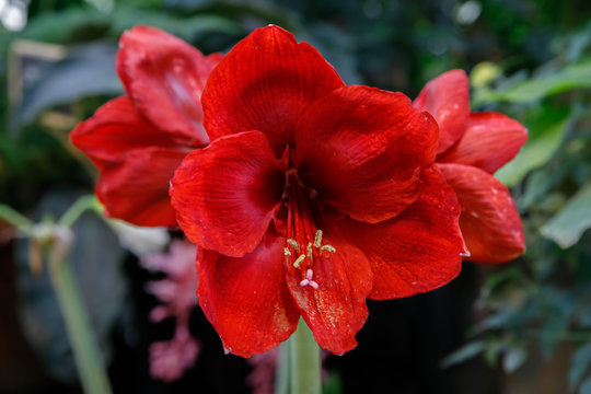 Beautiful red hippeastrum, amaryllis flowers in the garden. A beautiful bouquet of flowers. Dutch flowers. Beautiful composition.