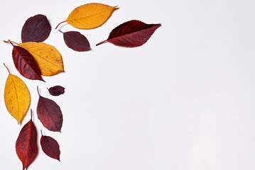 Autumn composition. Frame made of red and yellow leaves on white background. Fall concept. Autumn thanksgiving texture. Flat lay, top view, copy space