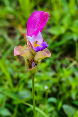 Krachiew Flower Field is a beautiful flower attraction at Pa Hin Ngam National Park, Thep Sathit District, Chaiyaphum Province