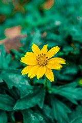 Yellow-white flowers on a black background