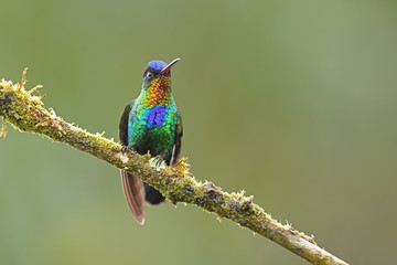 Fototapeta premium Fiery-throated hummingbird sitting on branch