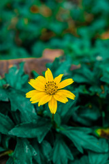 Yellow-white flowers on a black background