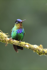 Fiery-throated hummingbird sitting on branch