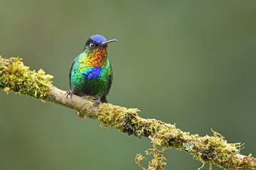 Fiery-throated hummingbird sitting on branch