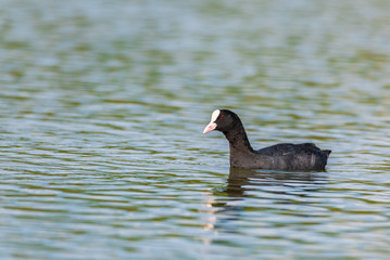 Portrait of a wild duck swimming on water. Photographed close up.