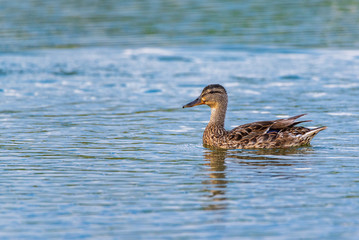 Portrait of a wild duck swimming on water. Photographed close up.