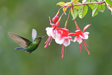Fiery-throated hummingbird drinking nectar from red flower fuchsia © PetrDolejsek