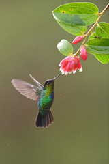 Fiery-throated hummingbird drinking nectar from red flower