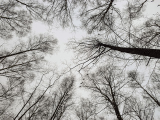 bare tree tops against the sky in spring
