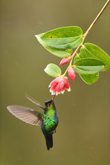 Obraz premium Fiery-throated hummingbird drinking nectar from red flower