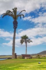Beautiful landscape of a golf court with palm trees