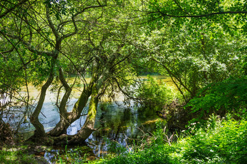 Trees on Umia river