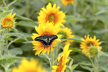 Sunflower and butterfly