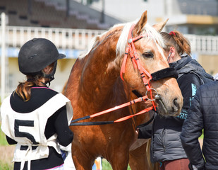 horse and rider