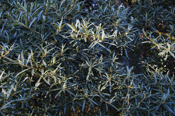 sea buckthorn leafs close up background