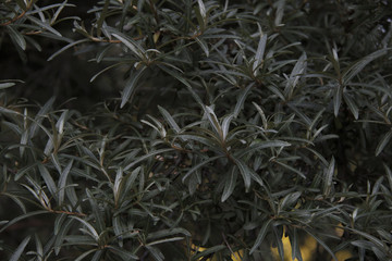 sea buckthorn leafs close up background