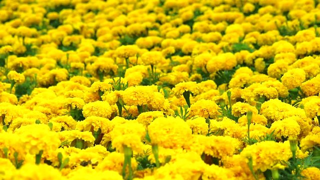 Mexican marigold yellow flowers panning to the field and meadow in summer