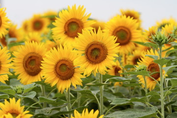 Fototapeta na wymiar Sunflowers can be seen in the summer.